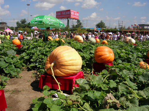 千余項農技成果即將亮相新一屆農高會