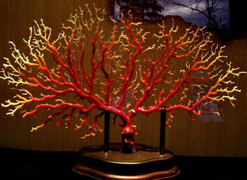 紅珊瑚收藏中的學問