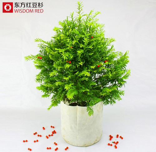 南豐發(fā)現(xiàn)大面積野生紅豆杉林