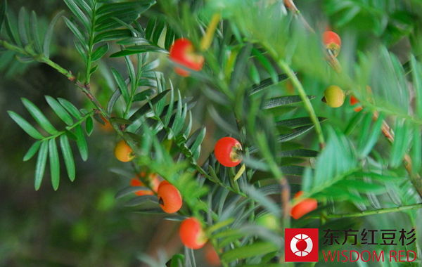 百年古紅豆杉成苗寨亮麗風景