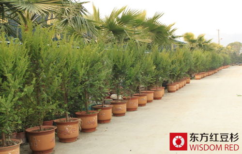 潘建恒:紅豆杉讓我走上致富之路