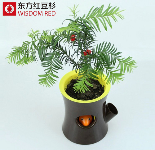 巧用紅豆杉搭配家居風格