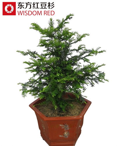 紅豆杉盆景為何獲時尚白領寵愛？