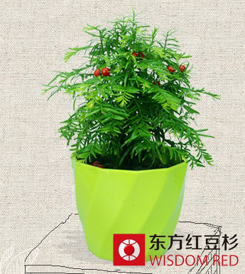 紅豆杉是如何殺死癌細(xì)胞的