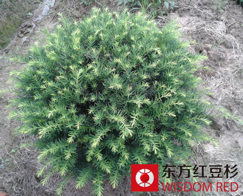 珍稀樹種紅豆杉引領(lǐng)遷安群眾致富增收