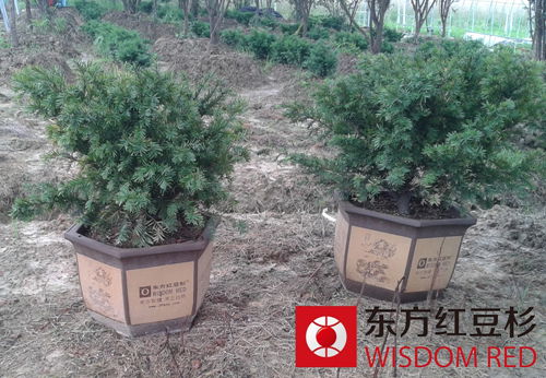 紅豆杉為何會有“風水神樹”的稱號？