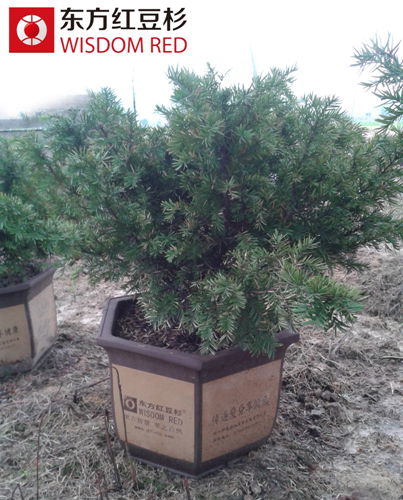 紅豆杉成最有力的室內污染“克星”