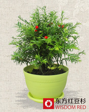 紅豆杉泡茶喝需謹慎