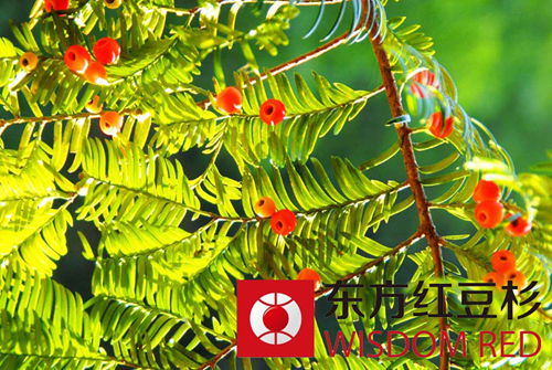 珍稀樹種紅豆杉渾身有哪些寶？