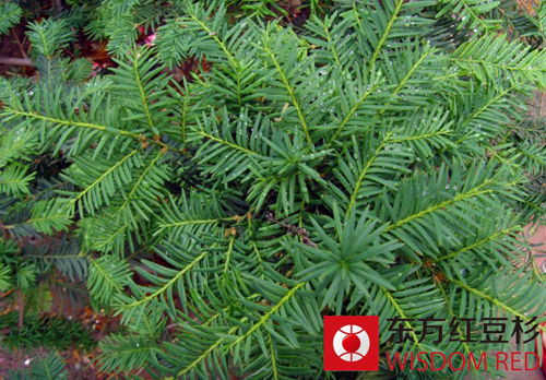 用紅豆杉做的杯子泡水喝能抗癌嗎?