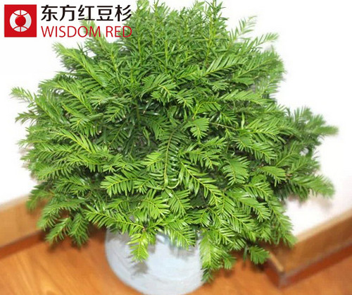 紅豆杉根雕應該如何擺放？