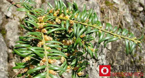 紅豆杉盆景葉面為什么會發黃?