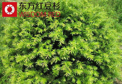 分布在我國(guó)的紅豆杉共有哪些類(lèi)型?