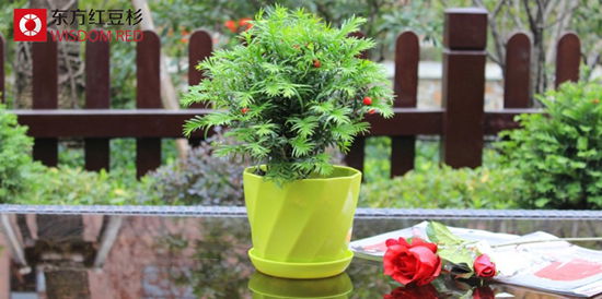 城步苗族自治縣發現野生紅豆杉群