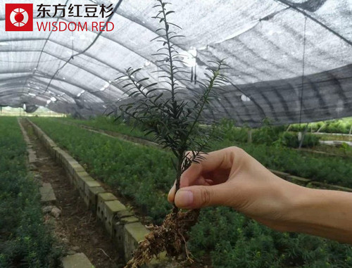 紅豆杉的形態(tài)特征