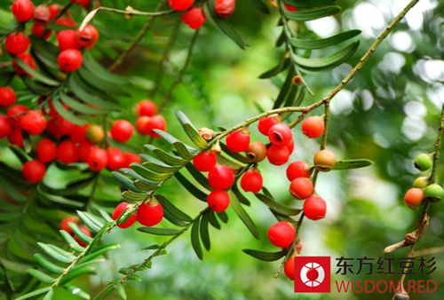 不同環境中如何擺放紅豆杉好?