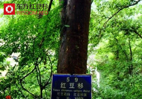 紅豆杉在凈化空氣方面有什么作用?