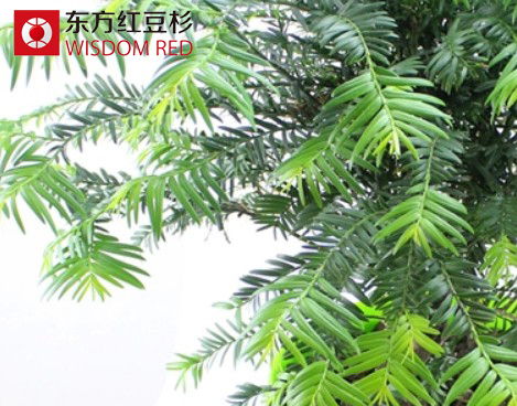 涼爽秋季應如何養護紅豆杉盆景?