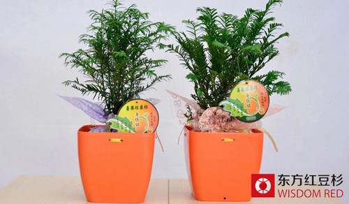 紅豆杉的品種分類