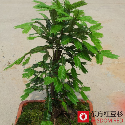 紅豆杉為何能在乳源山區茂盛生長