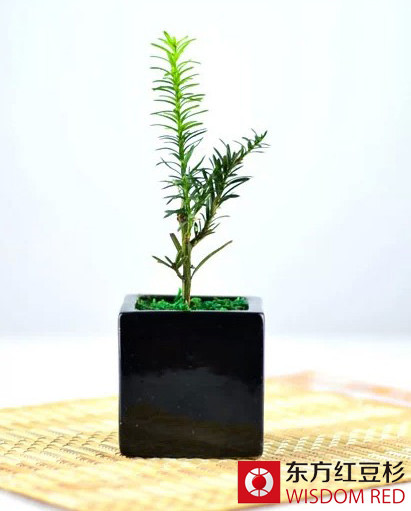 電商助推紅豆杉井噴式發展