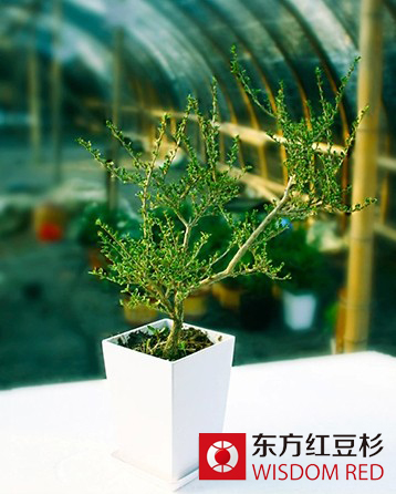 紅豆杉酒：打造健康養生白酒典范