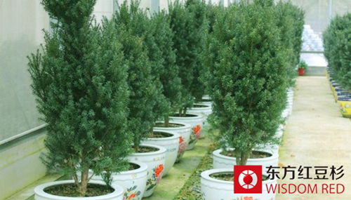 霧霾天東方紅豆杉有害氣體吸附效果顯著