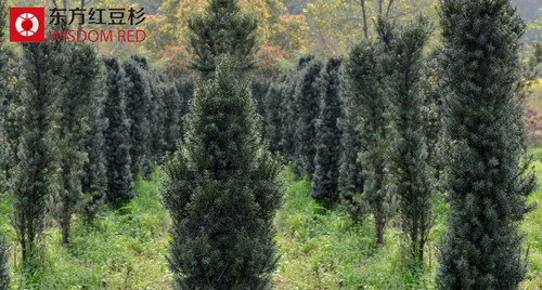 紅豆杉果實為什么能用不能吃？