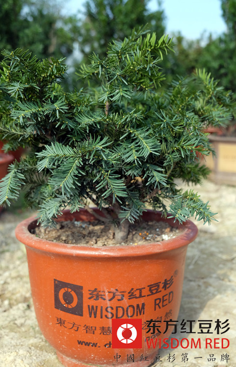 養生抗癌效應催動紅豆杉種植熱