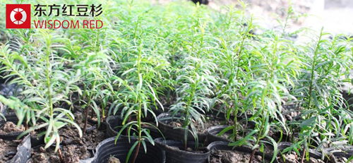 珍貴紅豆杉竟頻遭剝皮到底是何原因?