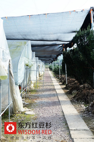 人工種植紅豆杉大有可為