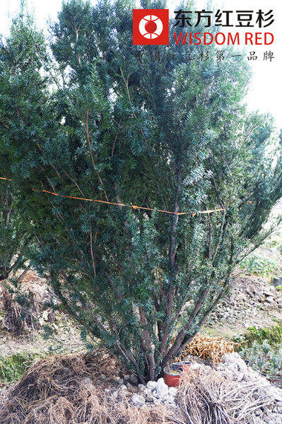 紅豆杉種植初期機遇與挑戰并存