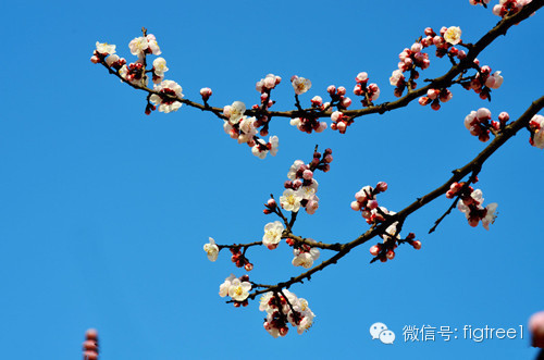 梅之盛宴，別樣綻放