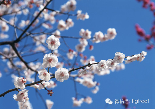 梅之盛宴，別樣綻放