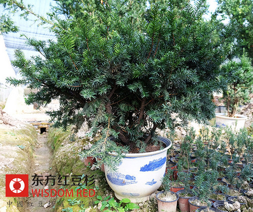 紅豆杉利潤高投入高 經營不慎遭拖垮