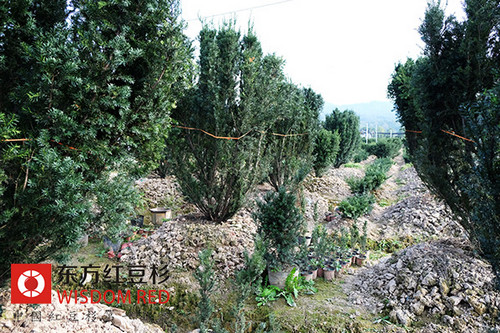 熱銷抗癌藥物紫杉醇坎坷誕生記