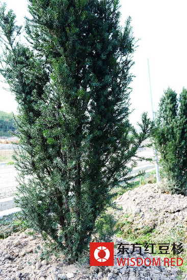 野生紅豆杉保護為何如此艱難？