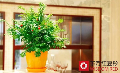 開發紅豆杉盆景的市場空間有多大？