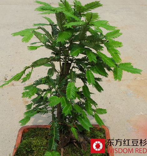 家居綠色植物中的“暖男”:紅豆杉盆景