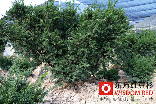 如何實現紅豆杉的人工種植？