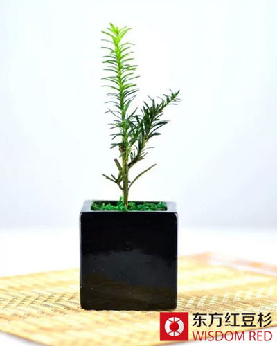 2015年紅豆杉市場展望:盆景和綠化樹將成主流