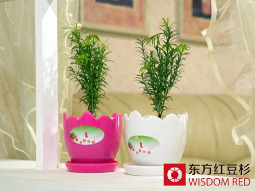 新年里選紅豆杉盆景作禮品讓您倍有面!