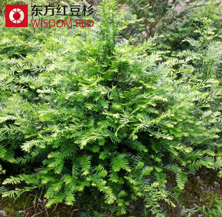 2015年紅豆杉人工種植如何實現收益最大化?