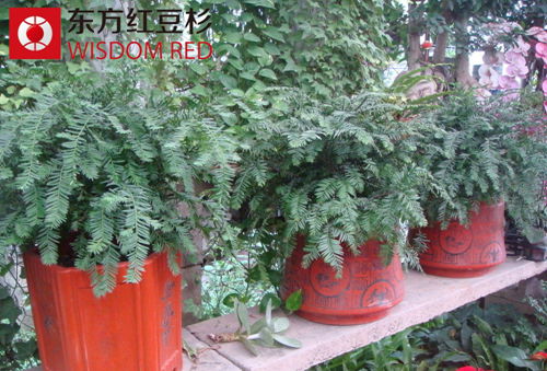 2015年紅豆杉種苗價(jià)格走勢預(yù)測：穩(wěn)中有升