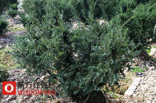 紅豆杉原始資源保護(hù)狀態(tài)不容樂(lè)觀