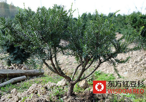 如何做好野生紅豆杉資源經營利用管理工作？