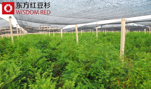 伊思滕告訴您裝修過后為何需要紅豆杉盆景?