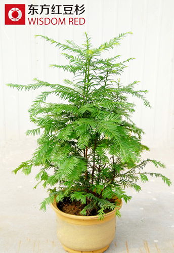 年末綠植市場吹來清新風紅豆杉盆景走俏