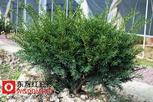 如何養護“生命健康神樹”紅豆杉？