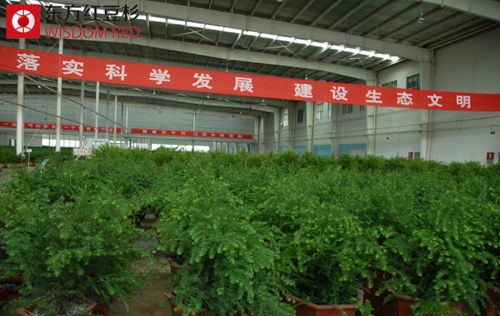 紅豆杉種苗裝進盆里賣成市場“貴公子”